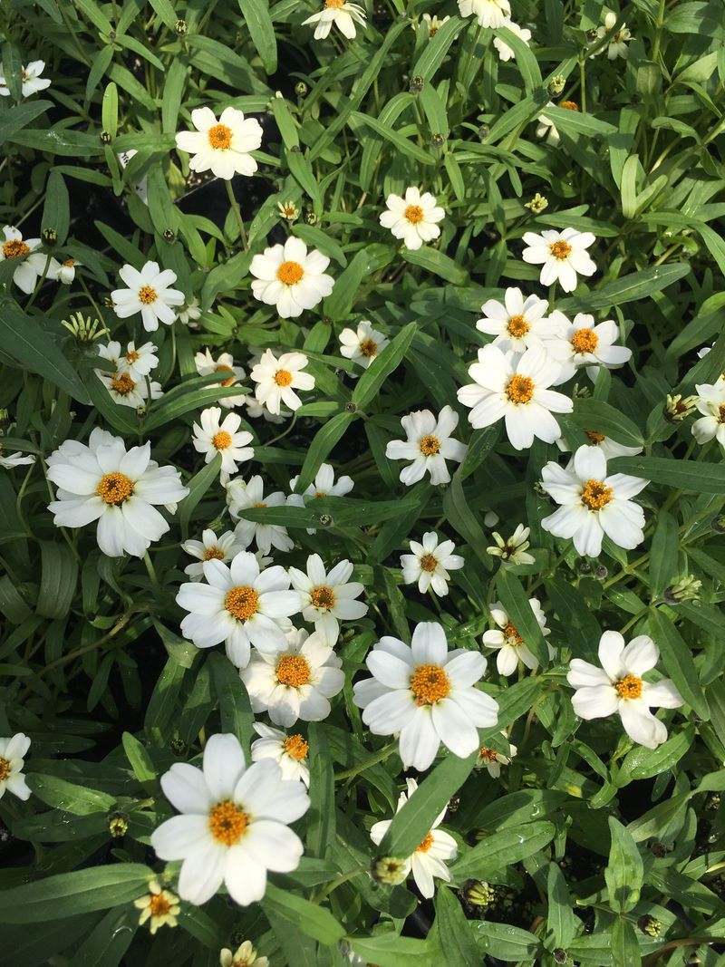 Narrowleaf Zinnias Stay Neat In Hot Sunny Beds Narrowleaf Zinnias Stay Neat In Hot Sunny Beds