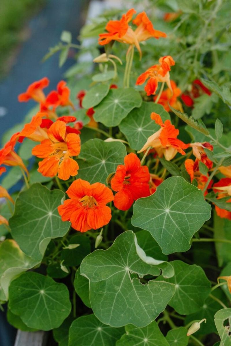 Nasturtium