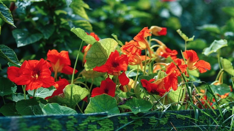 Nasturtiums Add Bright Blooms And Spillover Charm
