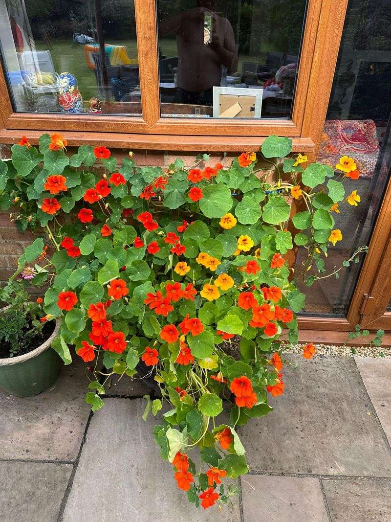 Nasturtiums & Blue Salvia Nasturtiums & Blue Salvia