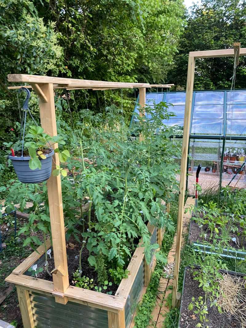 Nasturtiums Can Act As A Trap Crop For Aphids