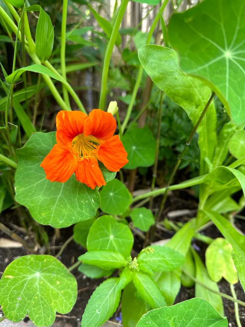 Nasturtiums Can Work As A Trap Crop Near Tomatoes