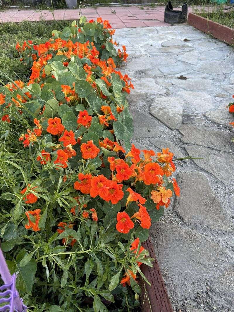 Nasturtiums Drop Seeds And Start The Party Again