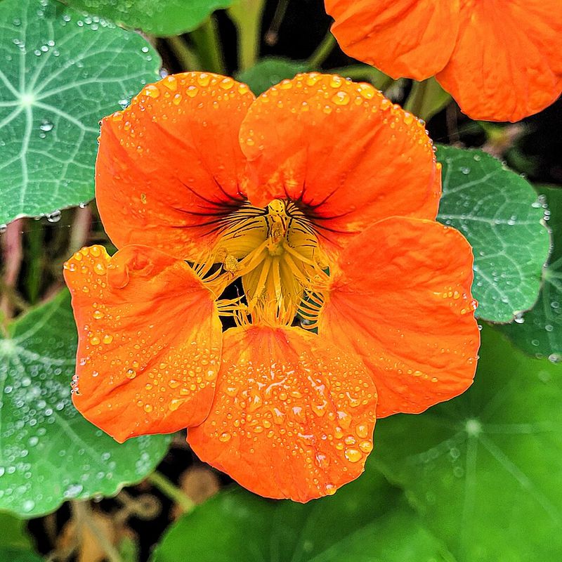 Nasturtiums Fill Bare Spots Without Hiding Food Sources Nasturtiums Fill Bare Spots Without Hiding Food Sources