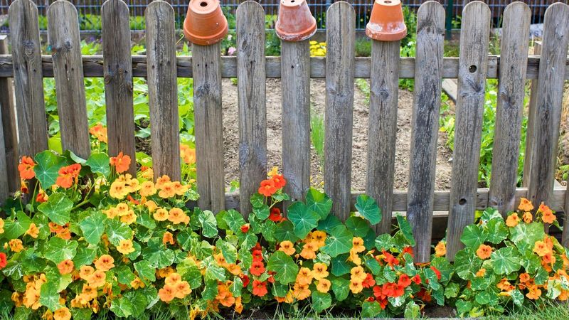 Nasturtiums May Work Better As Sacrificial Plants