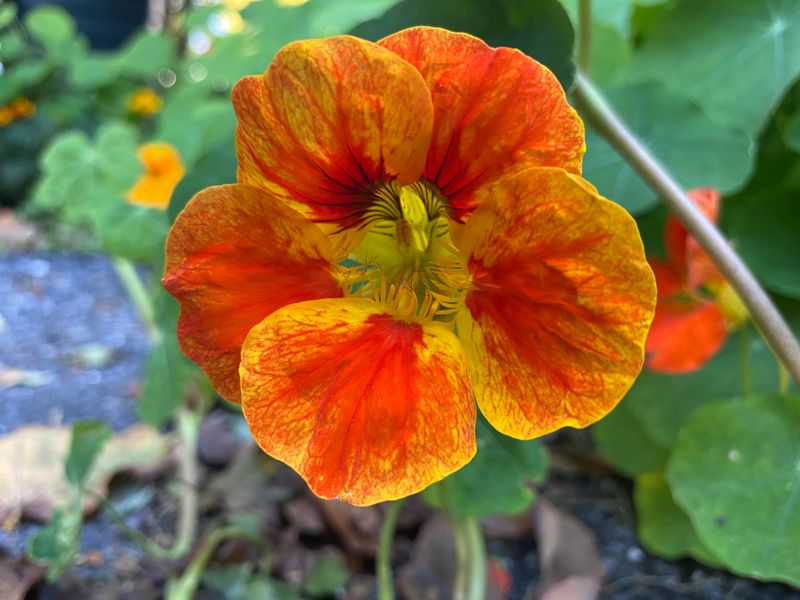 Nasturtiums Practically Grow Themselves