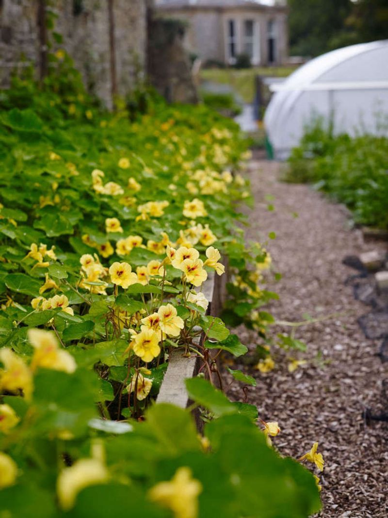 Nasturtiums Pull Aphids Away From Vegetables