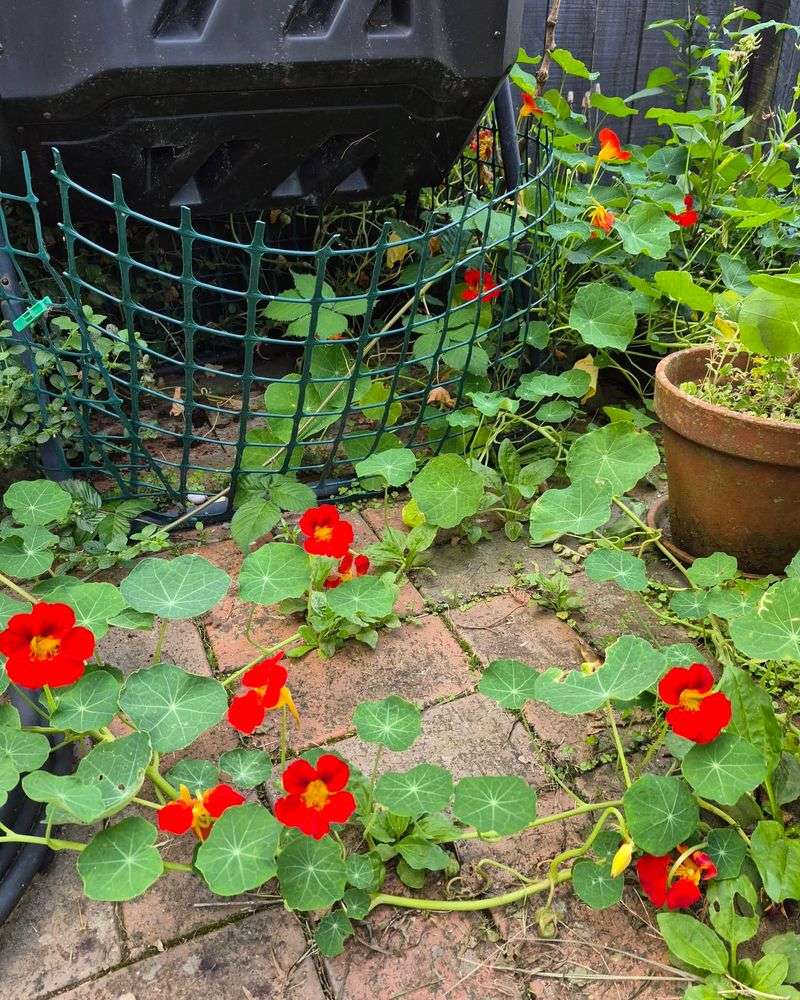 Nasturtiums Spill Cheerfully Over Beds And Containers