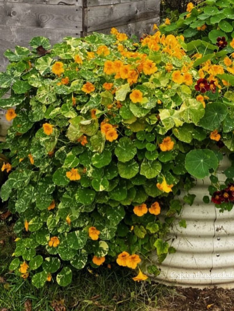 Nasturtiums Spill Color Over Beds And Pots