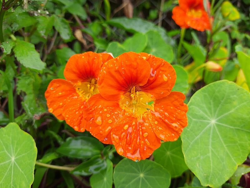 Nasturtiums Work Best During The Cooler Season