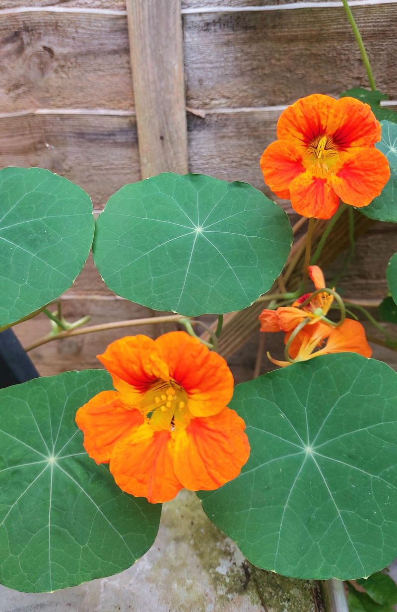 Nasturtiums Work Better As Trap Flowers Than Shields