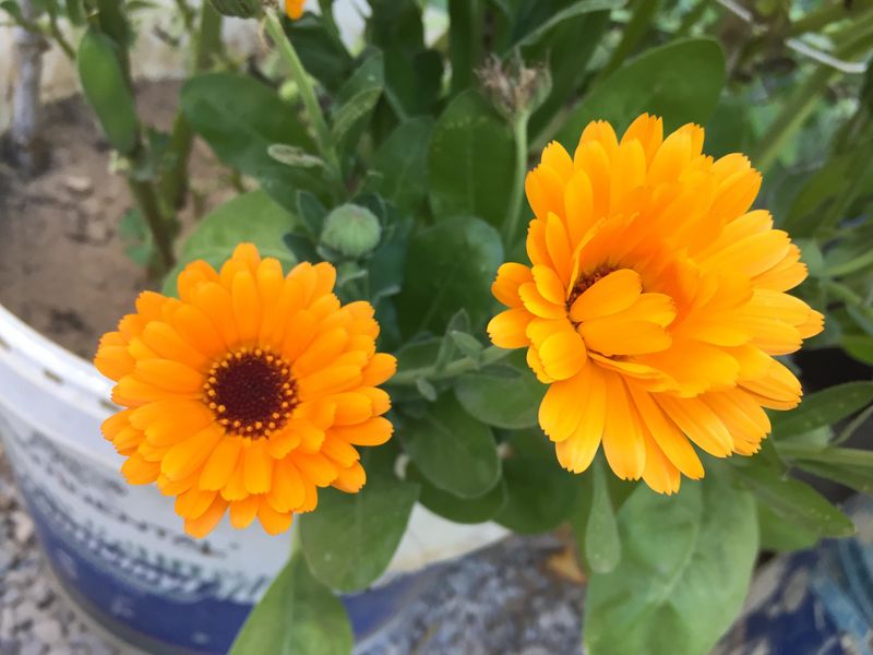 Calendula