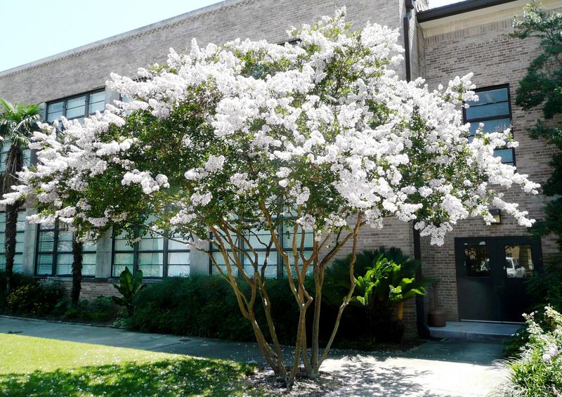 Natchez Is The Classic White Crape Myrtle For North Carolina Heat
