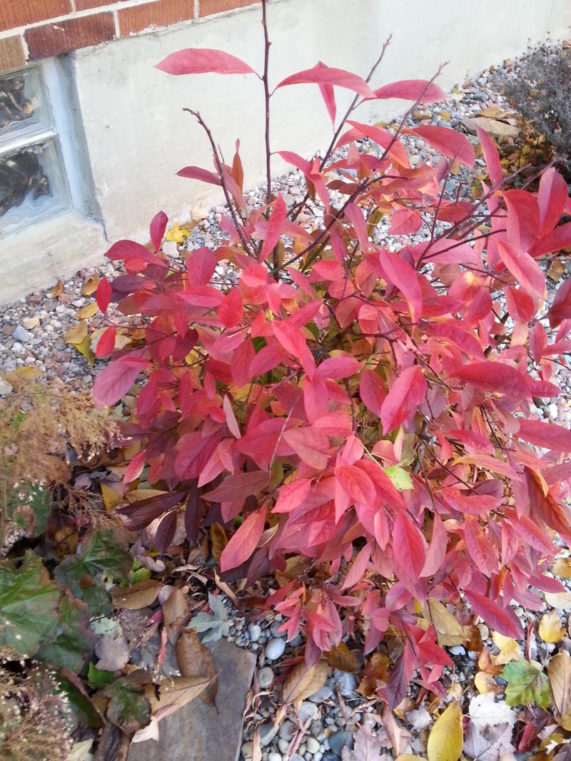 Native Alternatives to Plant Instead of Nandina
