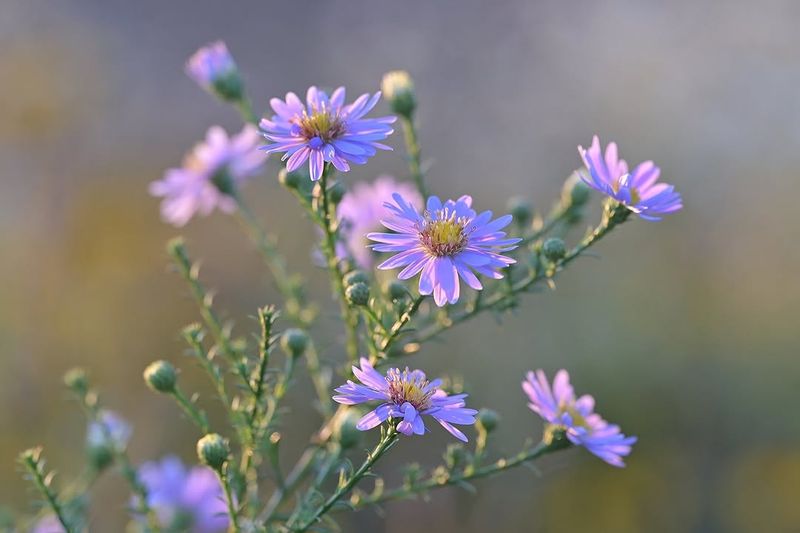 Native Asters Grow Reliably Without Extra Work