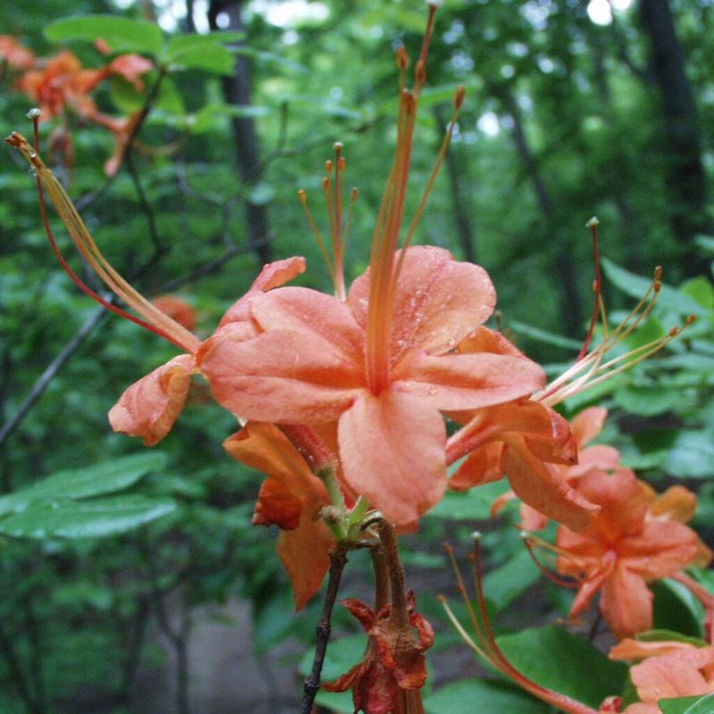 Native Azalea Adds Spring Color In Shaded Beds
