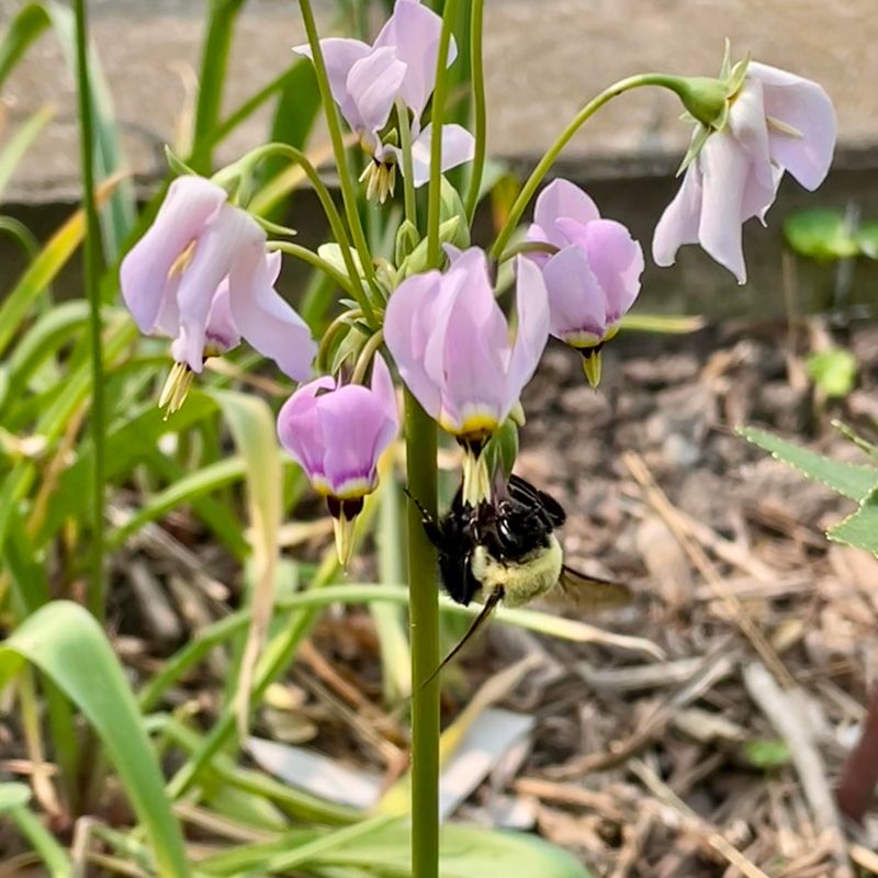 Native Bees Count On These Early Blooms To Survive Spring