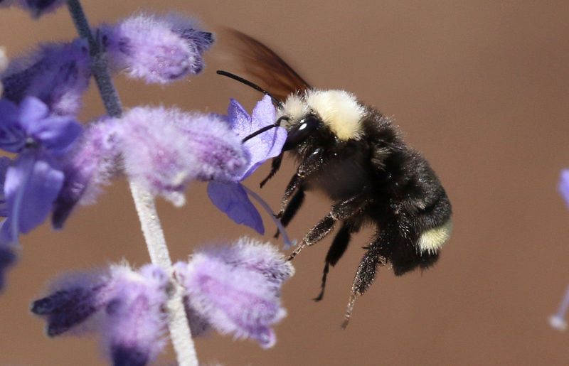 Native Bees Work Fast