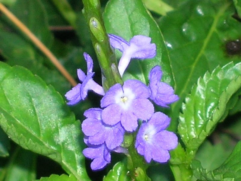 Native Blue Porterweed Keeps Pollinators Coming Back