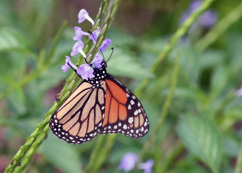 Native Blue Porterweed Keeps Pollinators Coming Back