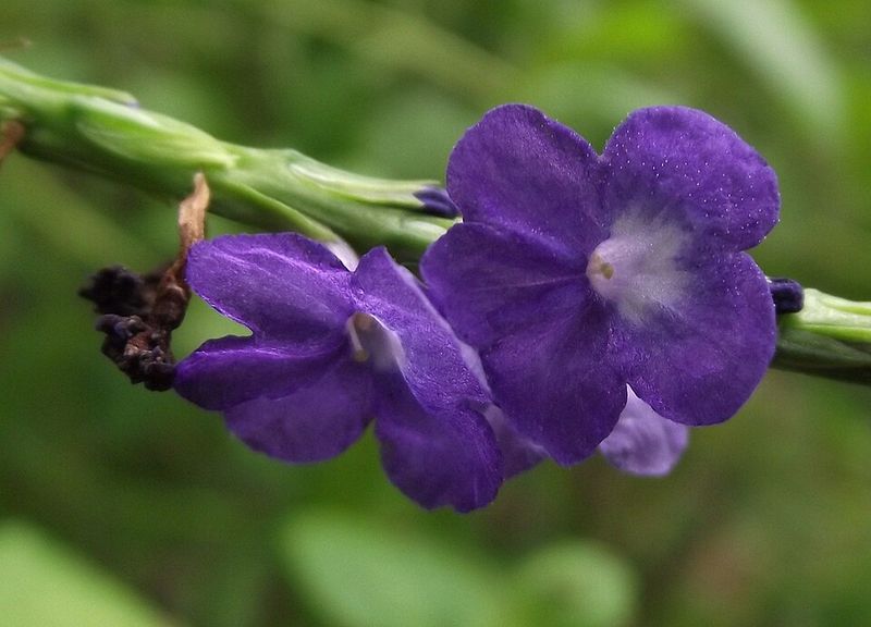 Native Blue Porterweed Keeps Pollinators Visiting