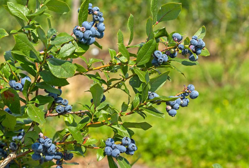 Native Blueberries Bring Spring Flowers And Summer Fruit Native Blueberries Bring Spring Flowers And Summer Fruit
