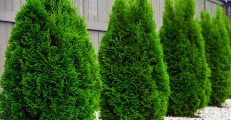 Native California Shrubs That Outperform Arborvitae As Privacy Screens In Tough Spots