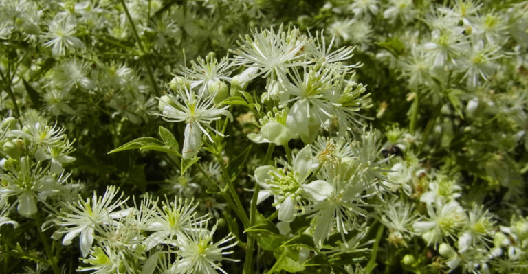 Native Climbing Plants That Give Your Oregon Yard Privacy Without Fences