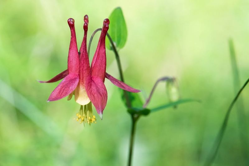 Native Columbine Can Struggle In Hot Michigan Summers