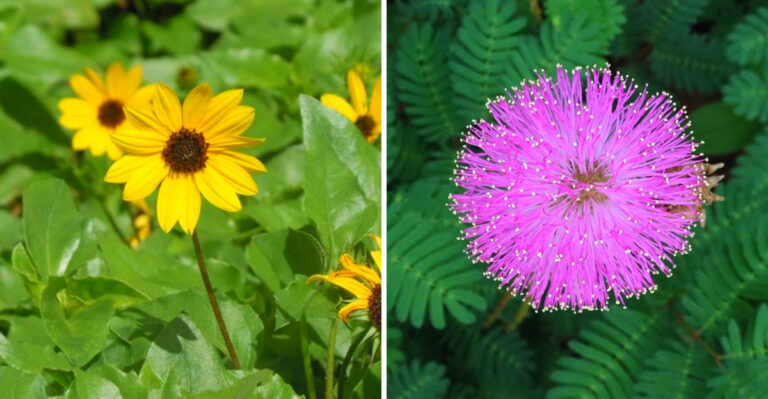 Native Florida Ground Covers That Are Replacing Mulch In Garden Beds