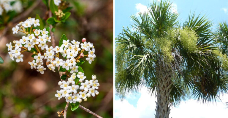 Native Florida Plants That Need Attention In May And Those That Don’t