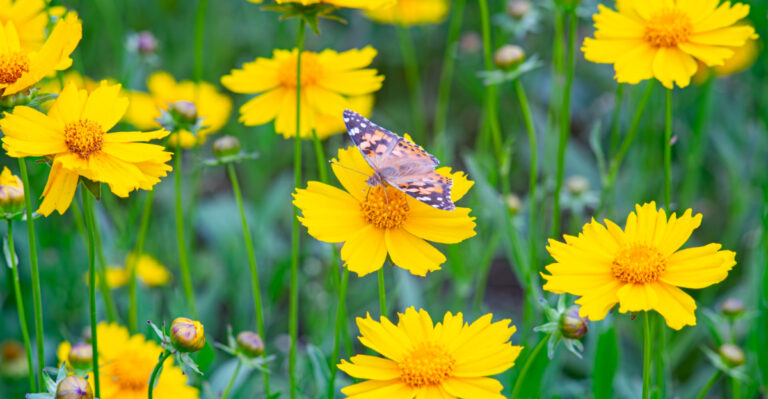 Native Florida Plants To Grow Instead Of Pentas For Butterfly Gardens