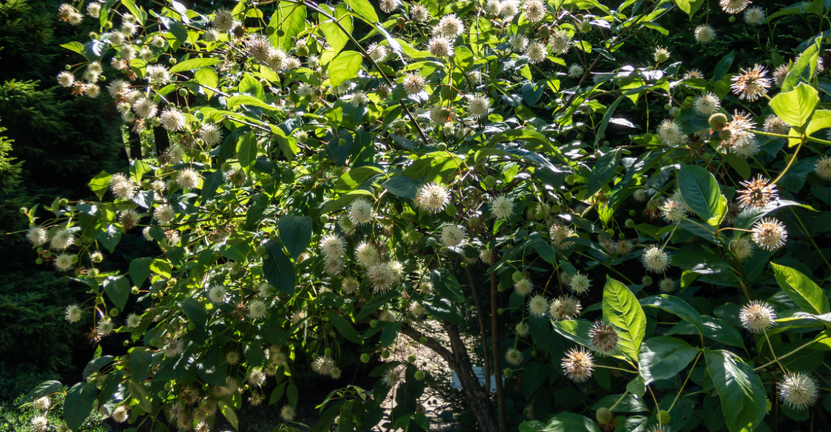 buttonbush
