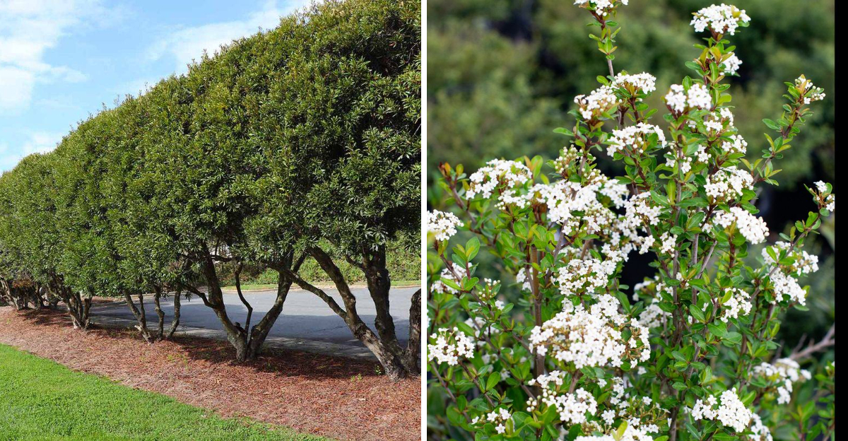 wax myrtle and Walter's viburnum