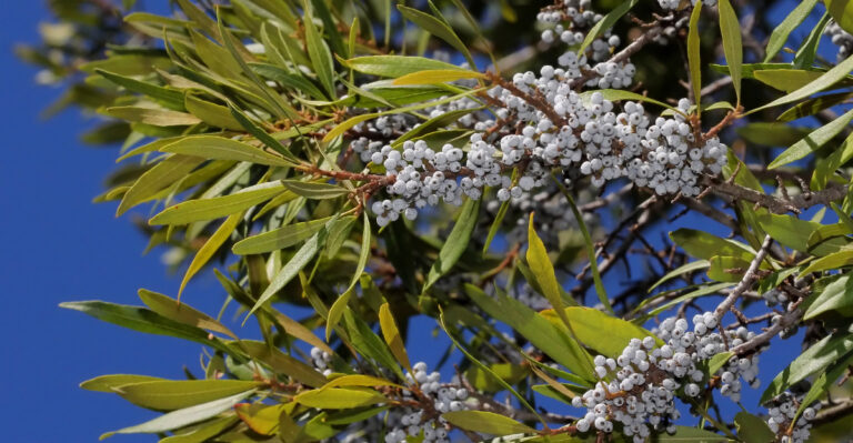 wax myrtle
