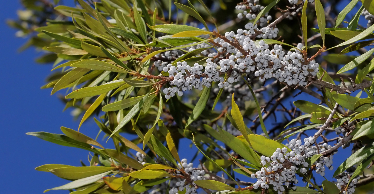 wax myrtle