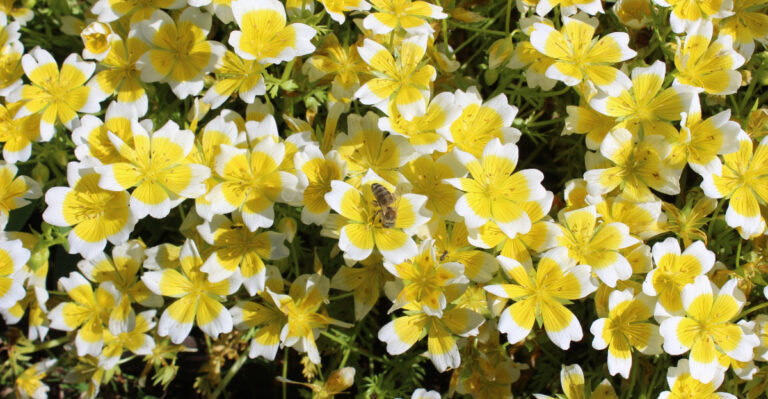 Native Flowering Plants That Establish Fast When Planted In Spring In Oregon