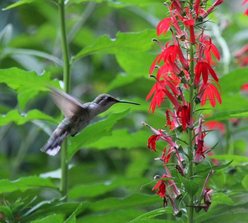 Native Flowers Help Keep Hummingbirds Coming Back Native Flowers Help Keep Hummingbirds Coming Back