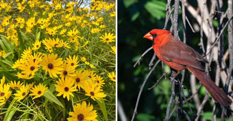 Native Georgia Flowers That Bring Cardinals To Your Yard All Season