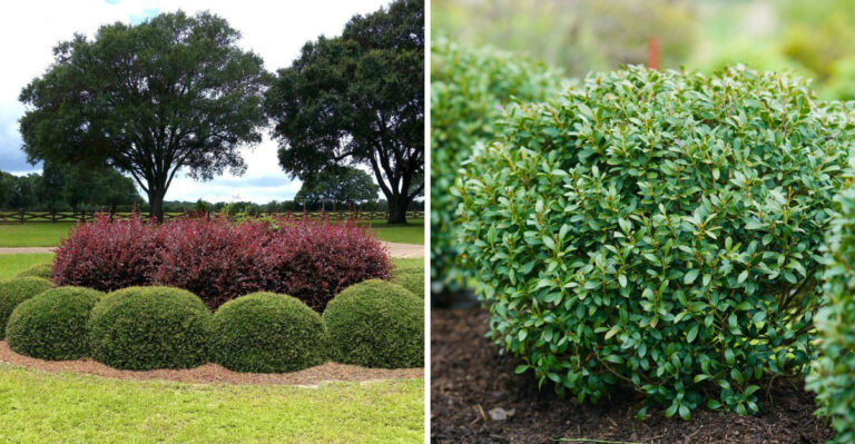 Native Georgia Plants To Grow Instead Of Boxwood Along Foundation Beds