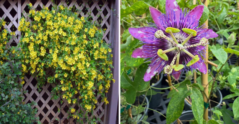 Native Georgia Plants To Grow Instead Of English Ivy Along Fence Lines