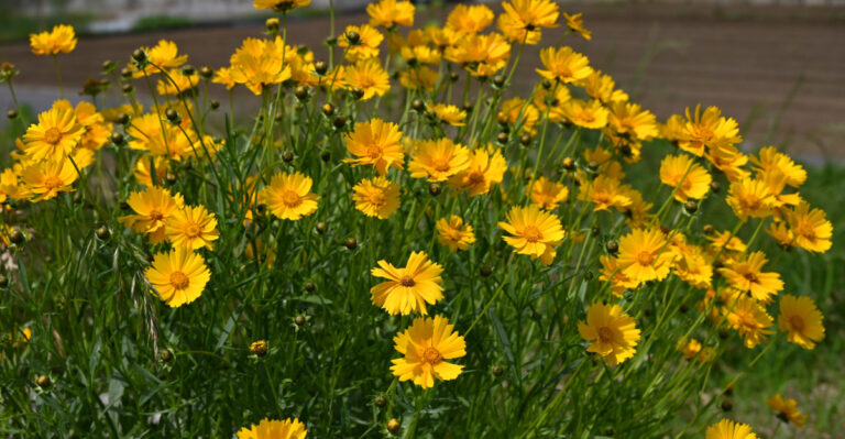 plants (featured image)