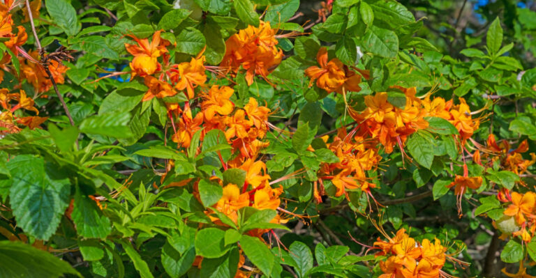 Native Georgia Shrubs To Grow Instead Of Butterfly Bush Along Garden Borders