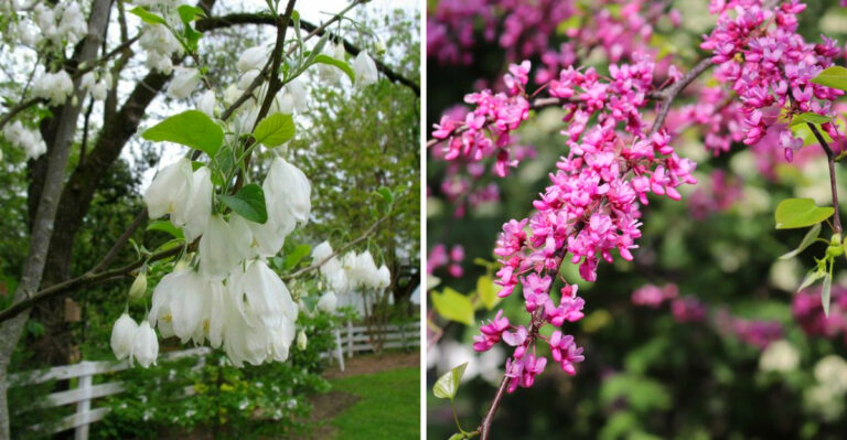 Native Georgia Trees To Plant Instead Of Bradford Pear In Front Yards