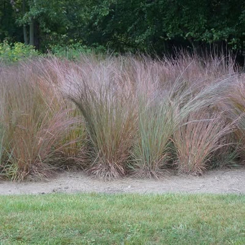 Native Grasses Create Shelter And Support Their Life Cycle