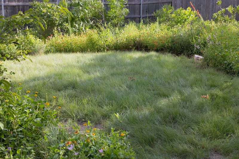 Native Groundcover Lawns