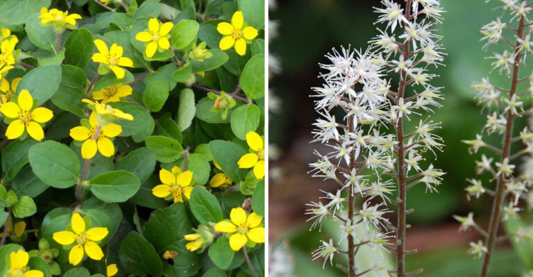 green and gold and foamflower