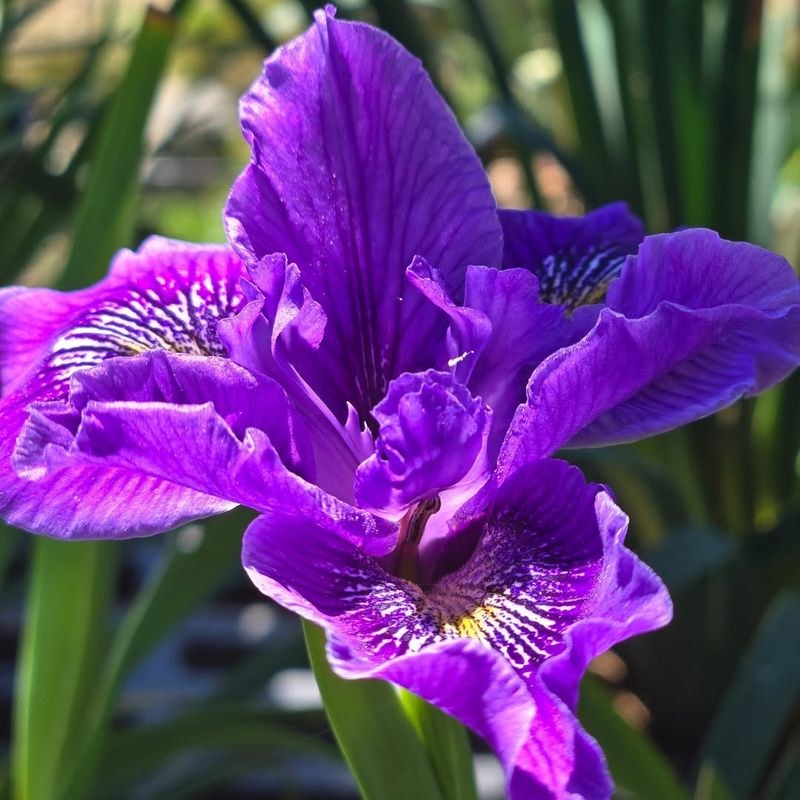 Native Iris