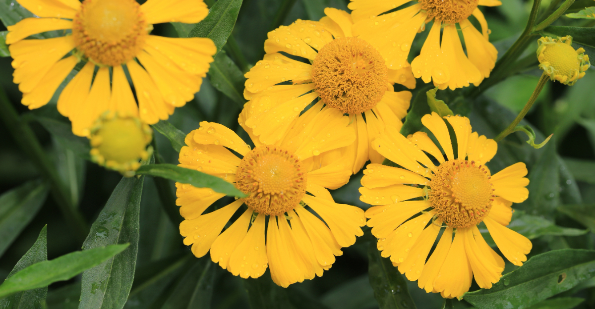 yellow flowers