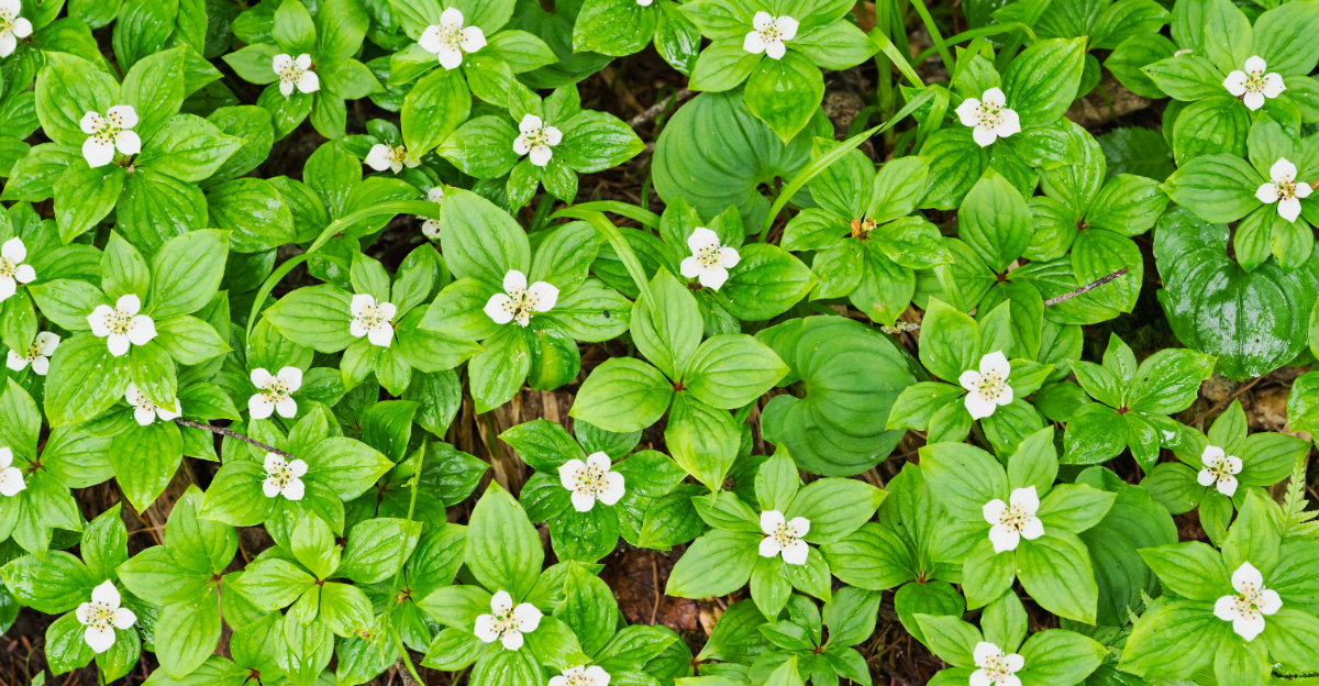 flowering groundcover